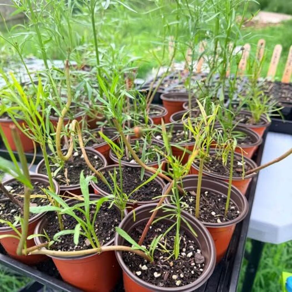 Coreopsis - Picture 5 of 6